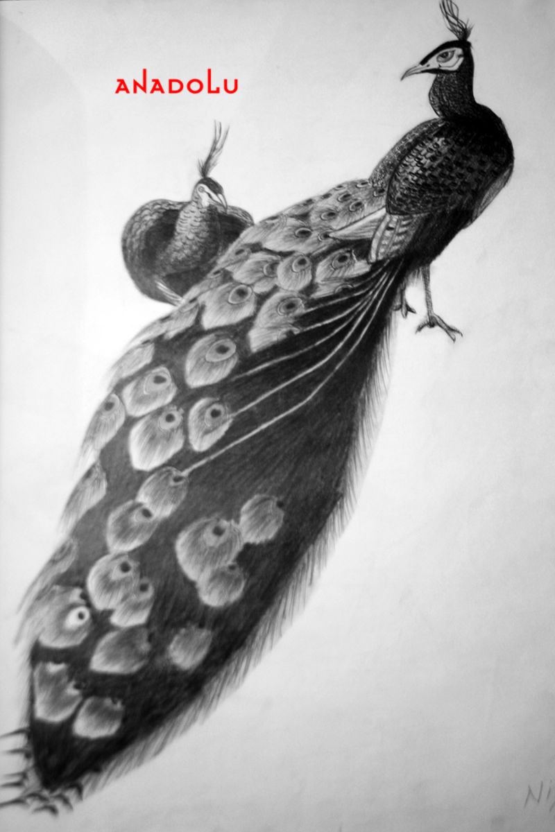 Tavuskuşu Çizimleri Konyada